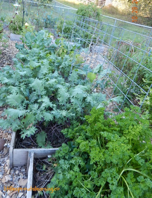 Learn how to grow kale in your vegetable garden. It's nutritious, grows well in many climates, and tasty too. You might be surprised at when it grows best.
