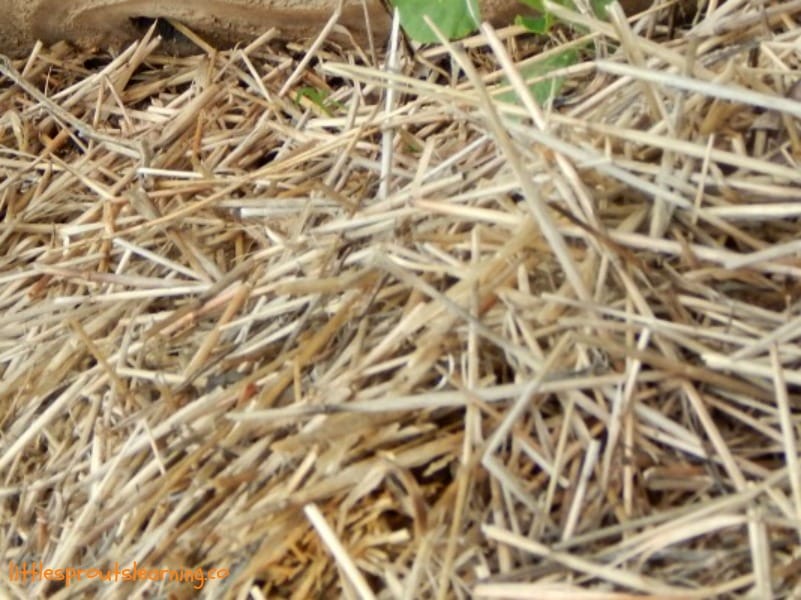 close up shot of mulch in a no-till garden bed
