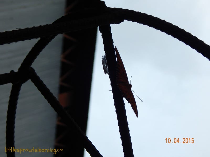 butterfly emerging from chrysallis