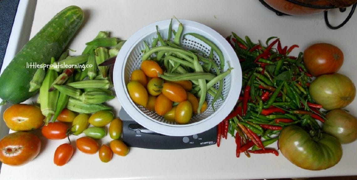 The garden in July is producing a lot and getting out of hand at the same time, so there are plenty of garden chores to do. 