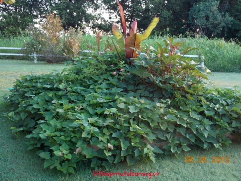 Front yard garden bed growing banana plant with sweet potatoes, okra and tomatoes