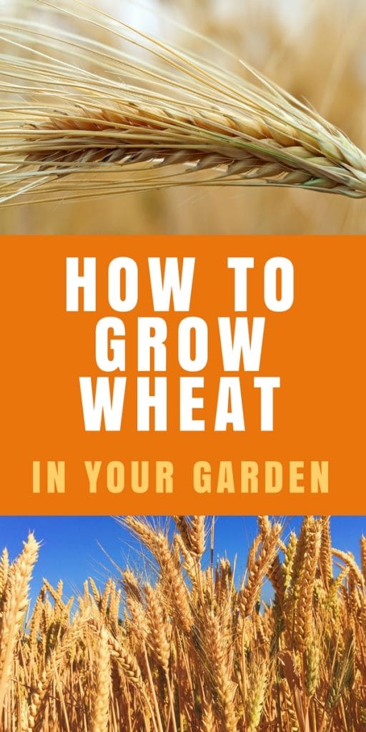 How to grow wheat in your garden