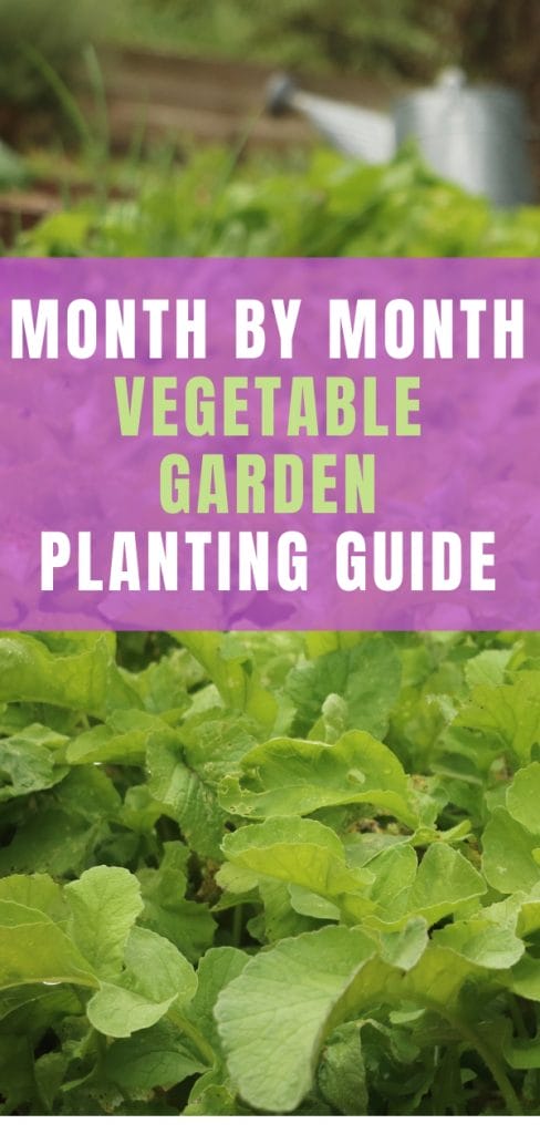 It’s hard to keep track of what to plant when in the garden, so check out this zone 7 vegetable garden planting guide to what you grow in the garden when.