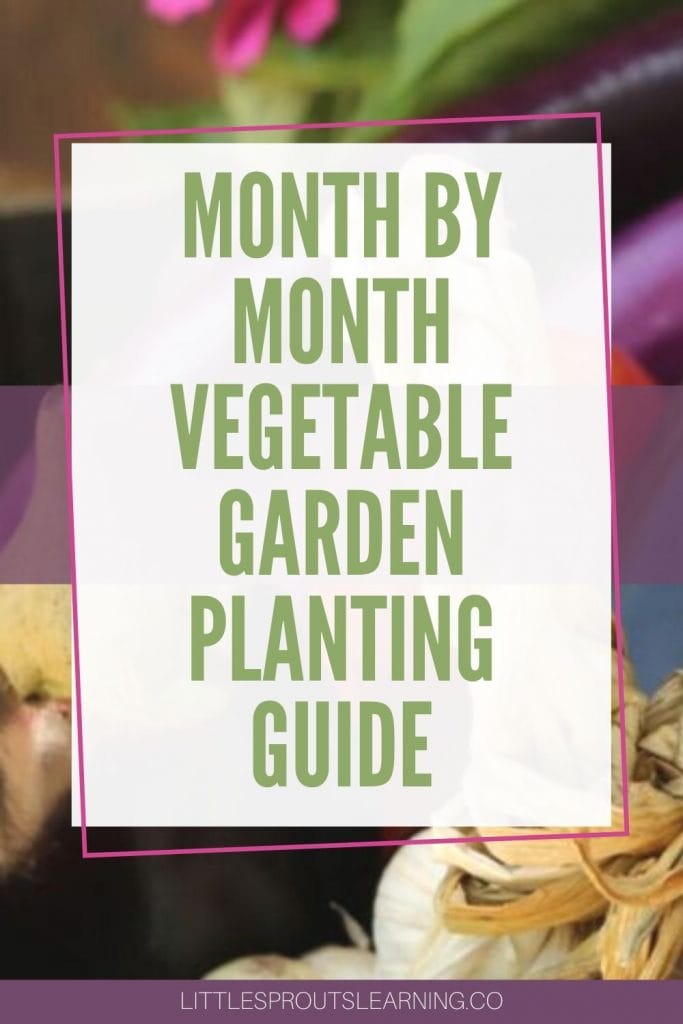 garden vegetables on a shelf