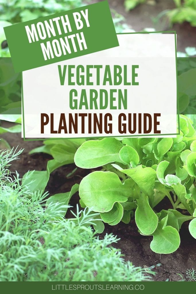 Lettuce and herbs growing in rows in the vegetable garden