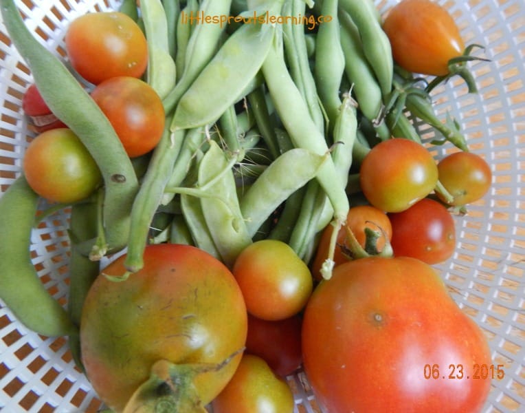 Colander full of fresh picked green beans, peas and tomatoes.