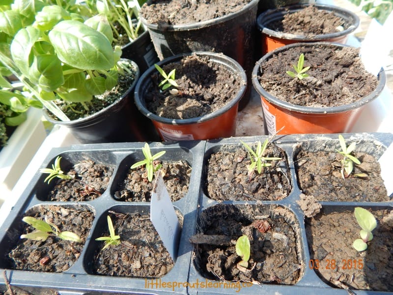 seedlings growing in pots waiting for planting vegetable garden planting guide