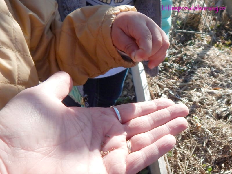 Child taking seeds from adult hand to plant in the garden