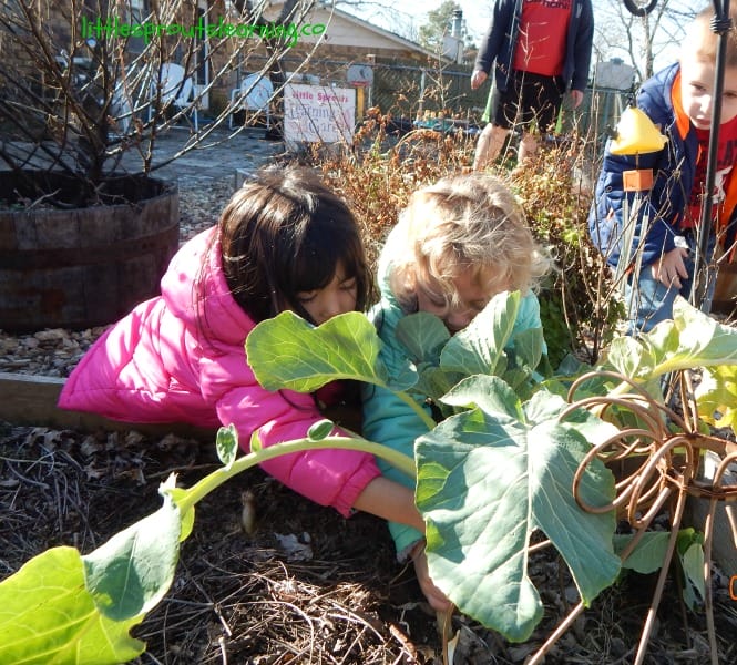 kids harvesting kohlrabi