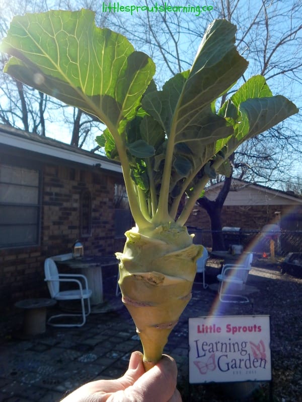 kohlrabi plant from the garden. How to grow kohlrabi
