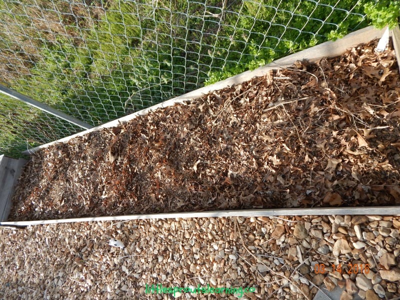 mulch of leaves in a raised bed garden in fall garden tasks