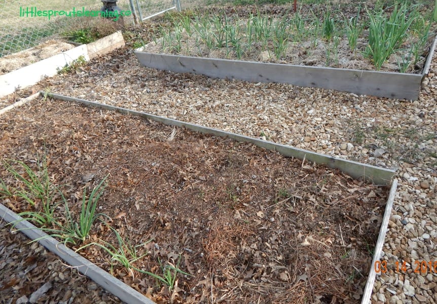 mulched garden beds