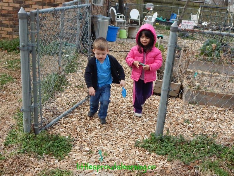 planting kohlrabi with kids