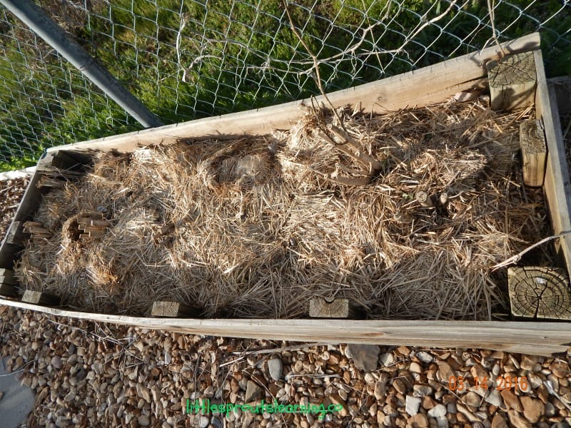 straw mulch in a raised bed