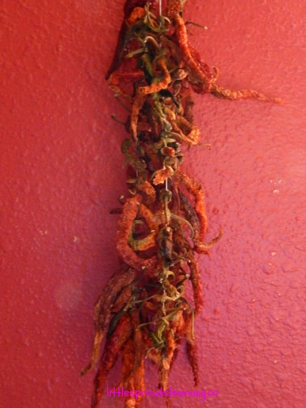 storing dried peppers