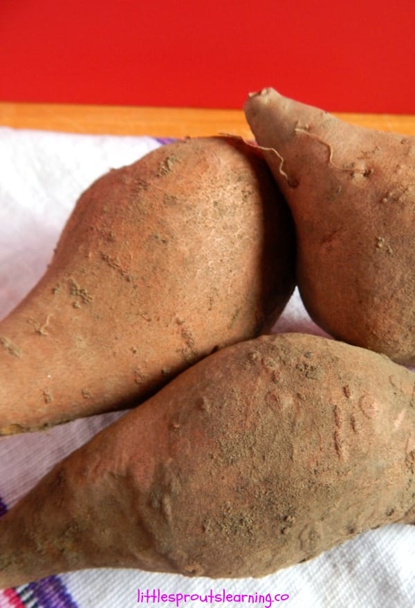 Growing sweet potato is easy and it's exciting. It's amazing when you see that so much has been going on under ground. Learn to grow sweet potatoes!