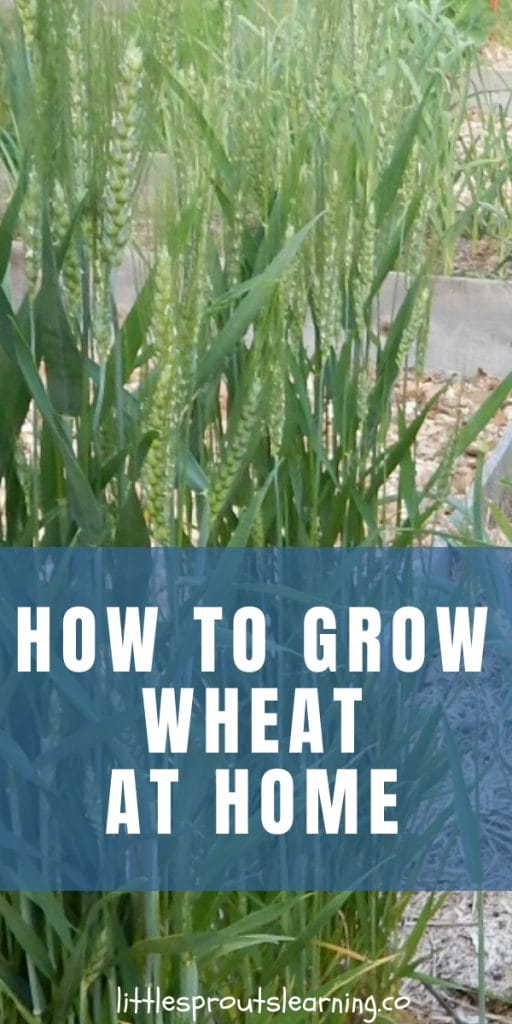 Teaching kids where their food comes from is super important. You can grow wheat, grind it and make it into bread yourself. Wheat will grow right in your vegetable garden. Give it a try. 