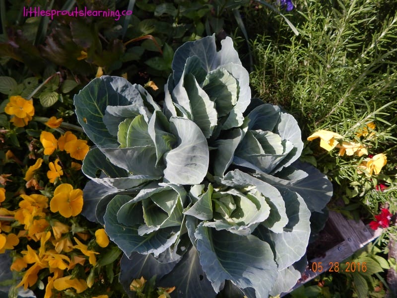 A garden is a glorious place full of mystery and knowledge with so much to learn. Check out these fun facts about plants you probably didn't know.