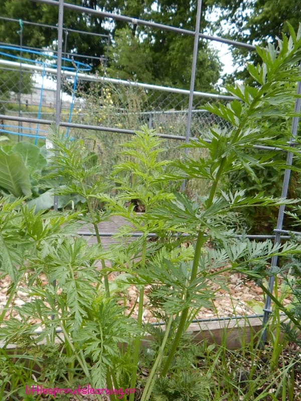 edible carrot tops in the garden