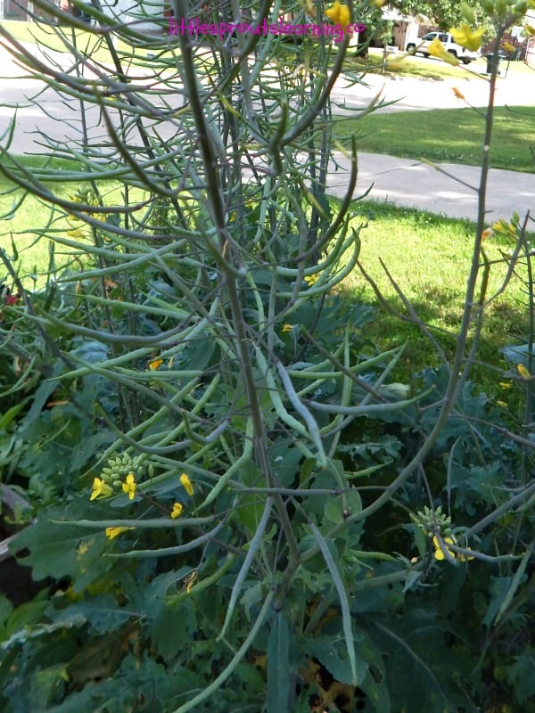 WHAT TO DO IN THE GARDEN IN JUNE: Everything is growing and the chores are bustling right along. The garden in June is a flurry of fun. 