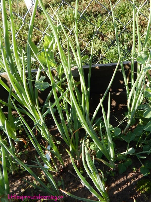 onions growing in the garden