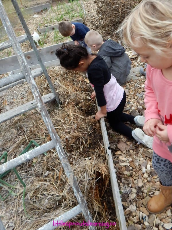 planting wheat with kids