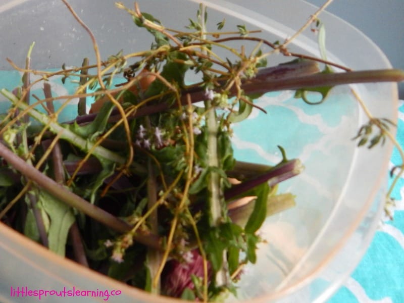 bowl full of stems, and scraps