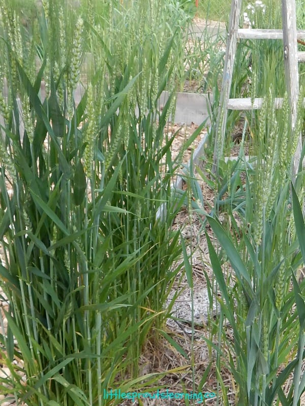 wheat, growing your own