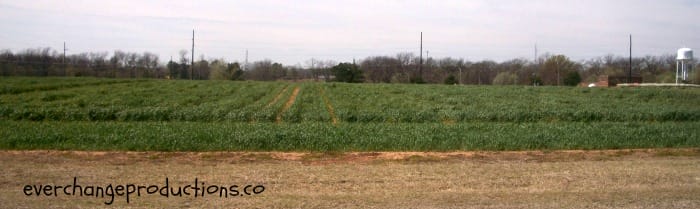 wheat growing