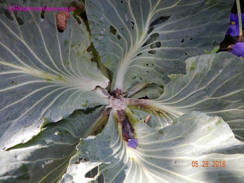 cut cabbage