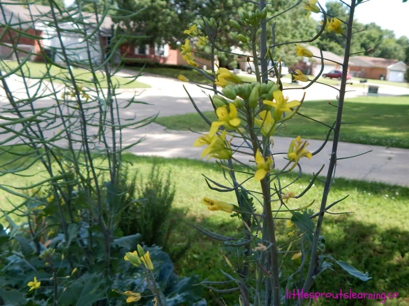 kale blossoms popping up from hot weather and making seed pods.