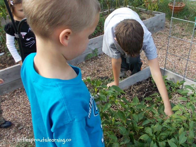 Kids working in preschool garden