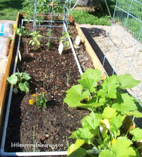 raised garden bed full of new seedlings