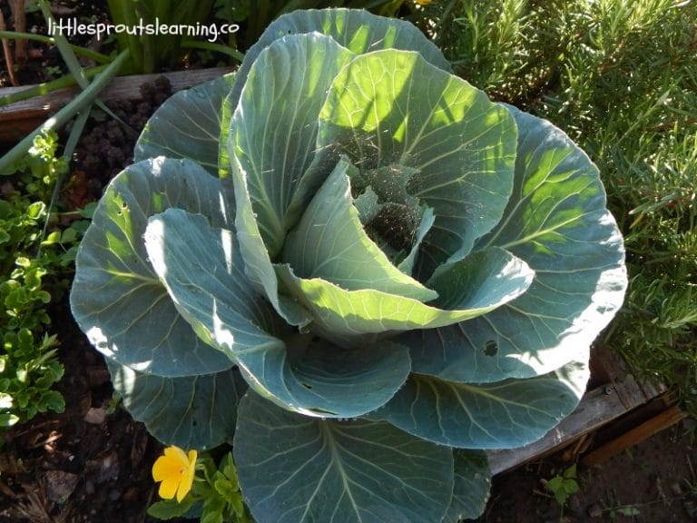 Fall gardening can be tricky in Oklahoma. Plan a successful garden design for fall.