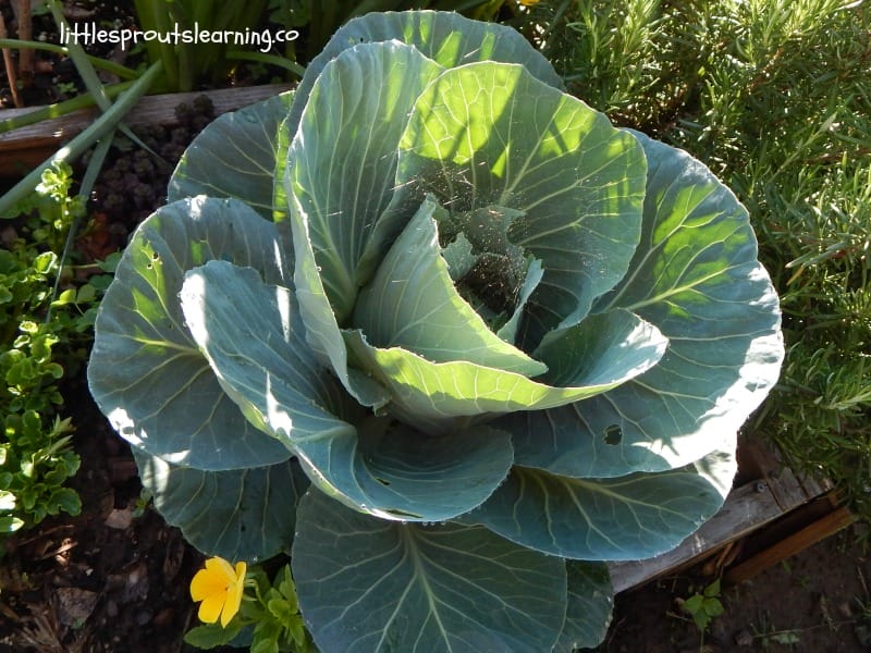 Fall gardening can be tricky in Oklahoma. Plan a successful garden design for fall.