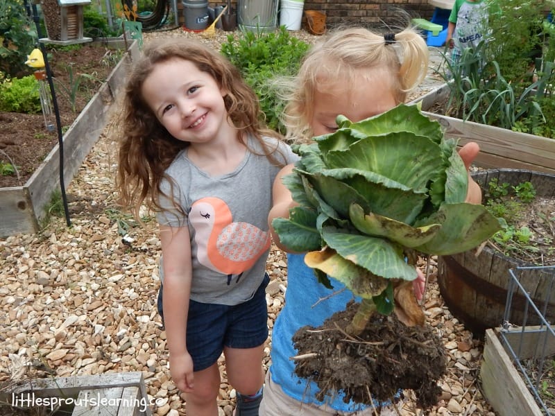 Growing cabbage, kids harvesting a head of cabbage