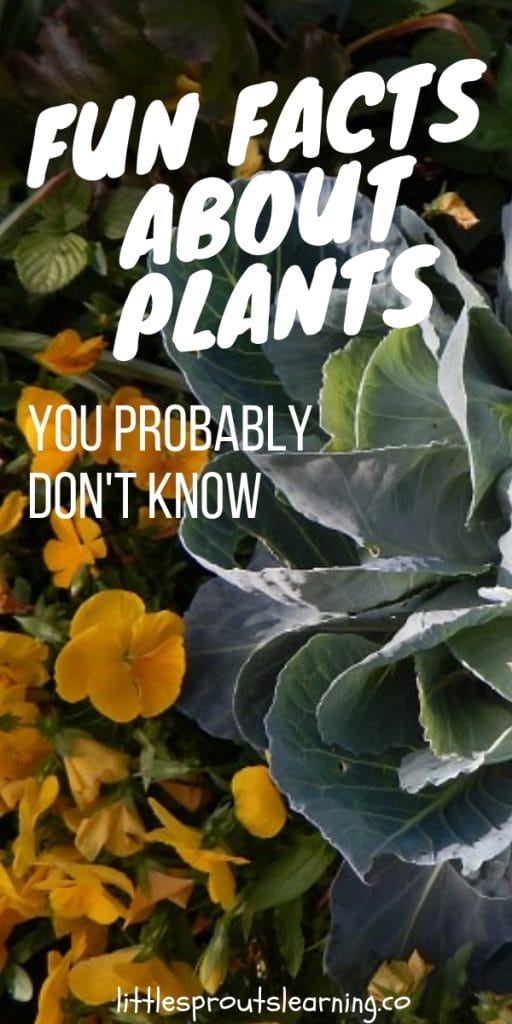 a garden with cabbage plants and pansies