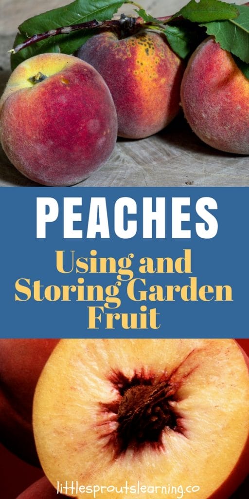 fresh peaches whole and cut on a board