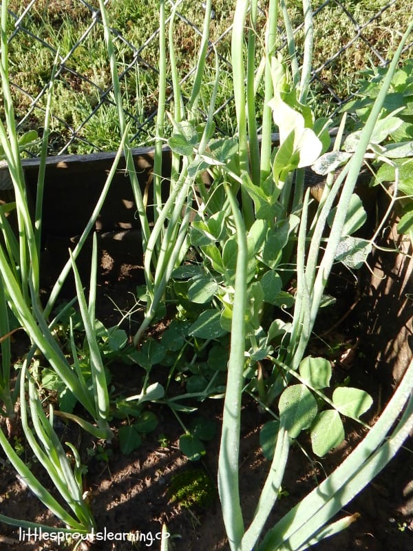 companion planting, onions and peas in the garden