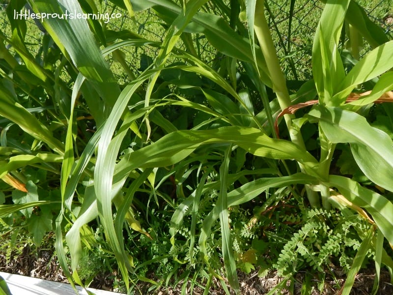 companion planting, three sisters method including corn, beans and squash