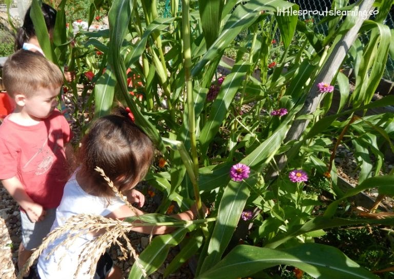 Companion planting is the practice of planting things together that help each other grow. Check out the benefits of companion planting for your garden!