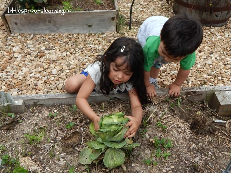 harvesting cabbage with kids