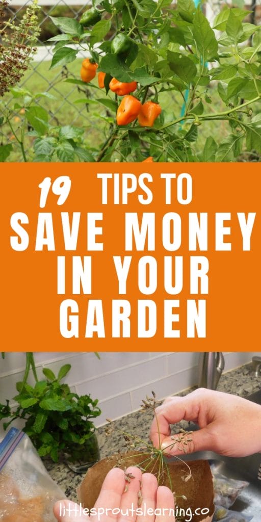 hot peppers growing in the garden and seeds being saved from a vegetable