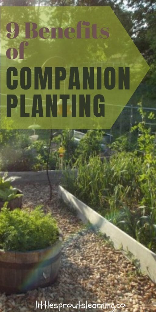 Companion planting is the practice of planting things together that help each other grow. Check out the benefits of companion planting for your garden!