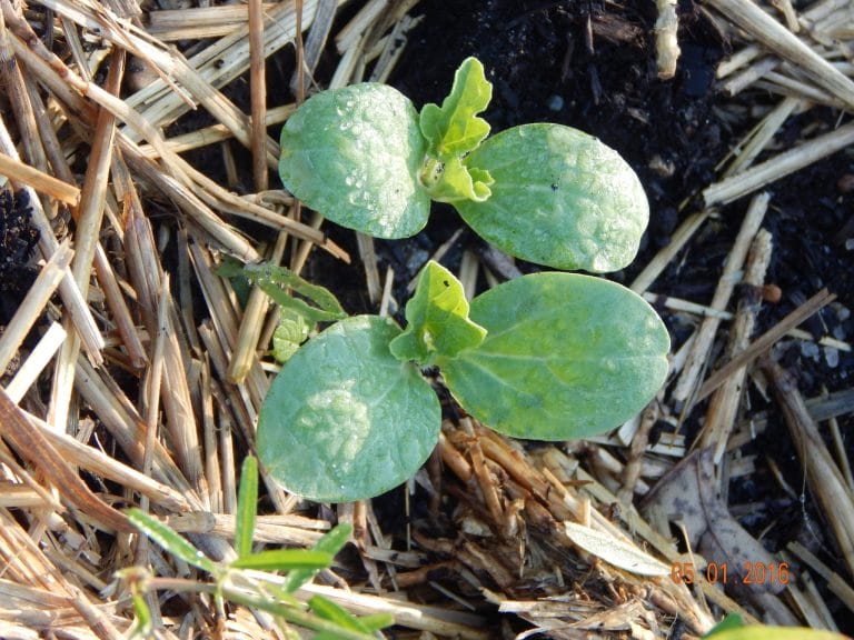 Are you a first-time gardener and want to find the easy to grow vegetables for your first garden voyage? Check out these simple to grow favorites. 