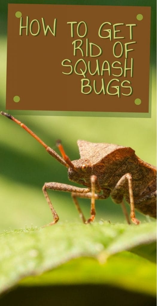 ugly squash bug on a leaf