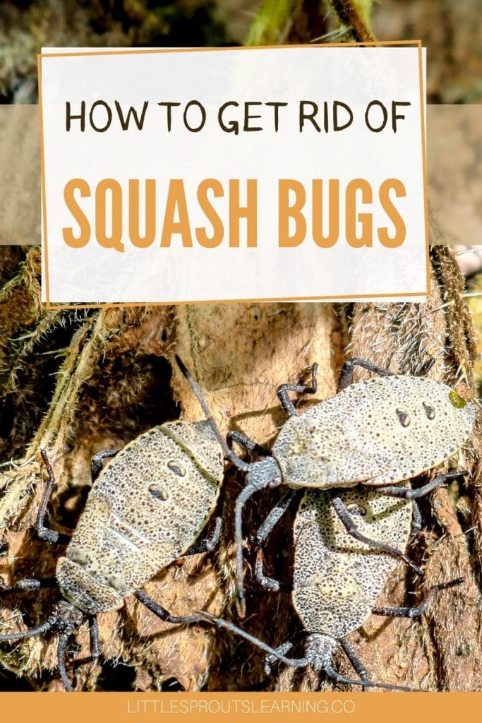 Squash bugs crawling all over dead squash leaves