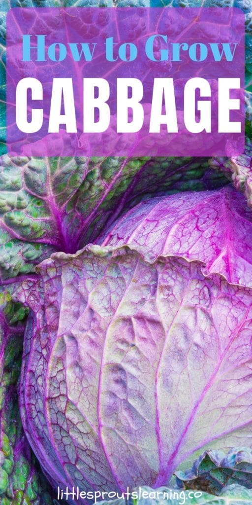 beautiful green and purple cabbage head 