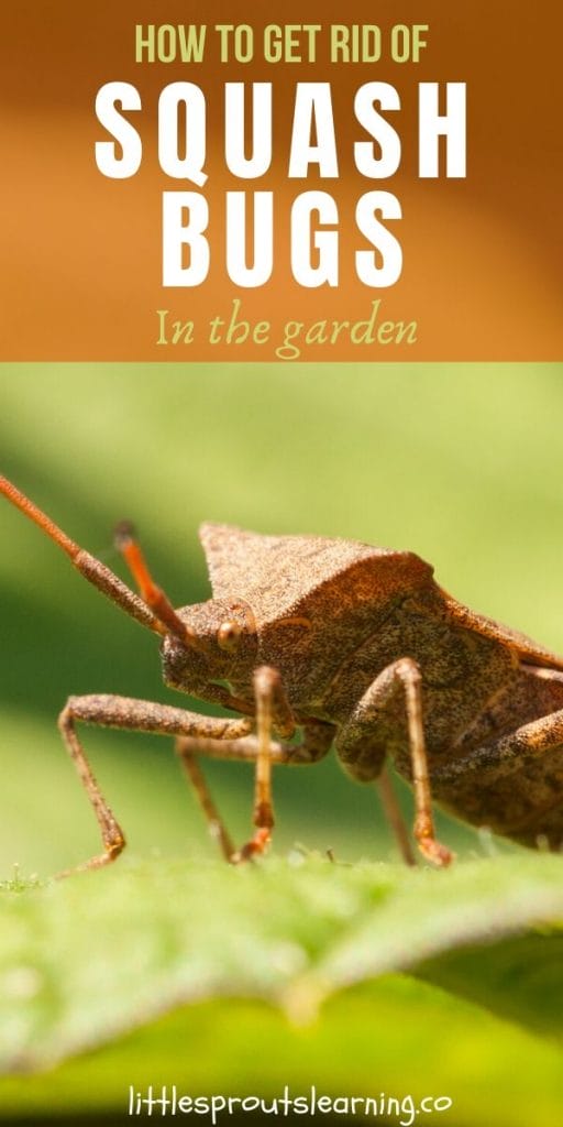 Do you want to get rid of squash bugs as much as I do? In our children's garden, we hardly ever grow even a single squash. Here's what I've learned. 