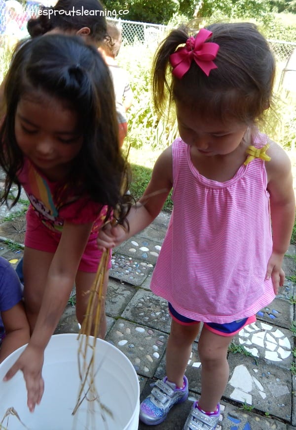 growing food with kids, two girls standing over a bucket with heads of wheat, shaking the seeds out of them.
